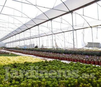 Lo Que Se Puede Encontrar En Un Vivero - Jardineros.mx