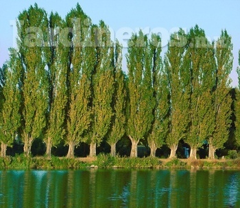 Planta un árbol nativo