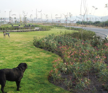 Manchas en el pasto ¿Por el perro?