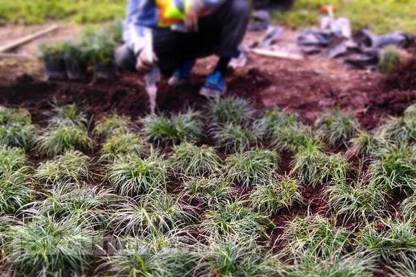 Pasto Monky, diseñado y sembrado en alameda D.F. Proyecto para Gobierno Federal.