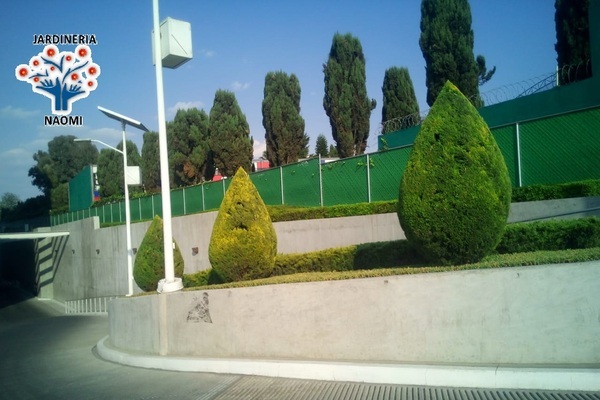 ARBOLES EN EL JARDÍN