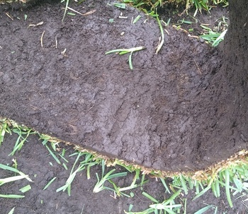 VENTA DE PASTO SAN AGUSTÍN