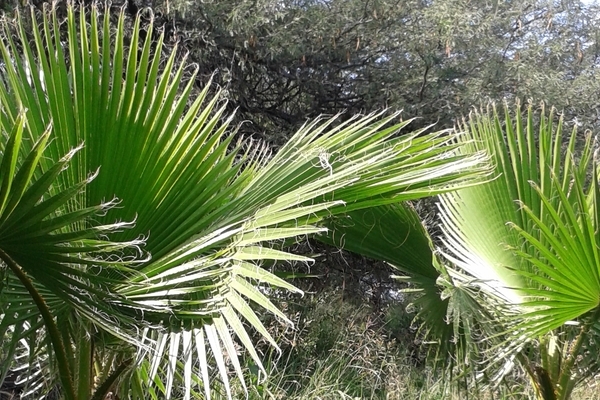 Palma abanico (Washingtonia)