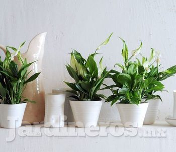 Las mejores plantas para purificar tu hogar