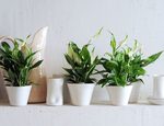 Las mejores plantas para purificar tu hogar