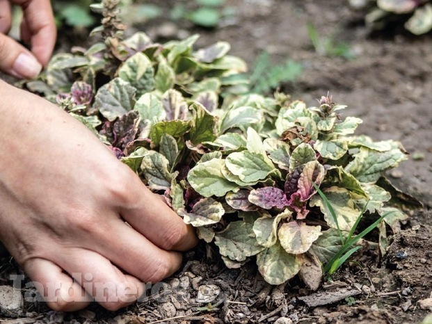 Somos productores de plantas 