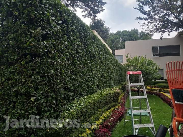 Mantenimiento de áreas verdes 