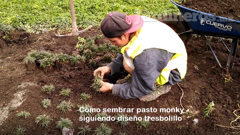 Sembrar pasto Monky