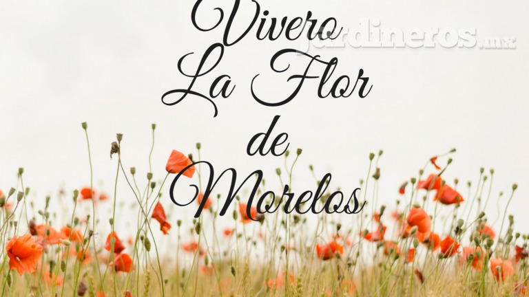 Vivero La flor de Morelos