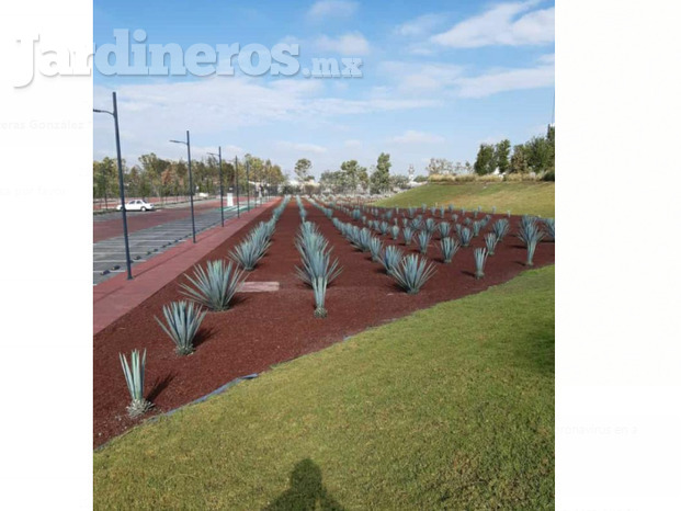 agaves.png