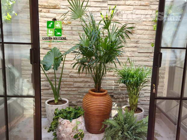 Diseños con Plantas de interior 