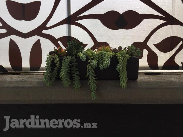 Mini jardinera con suculentas 