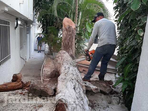 RETIRO DE ARBOL