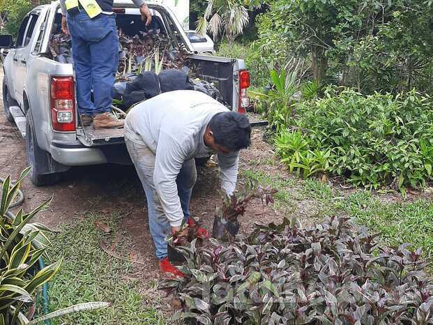 SUMINISTRO DE PLANTAS